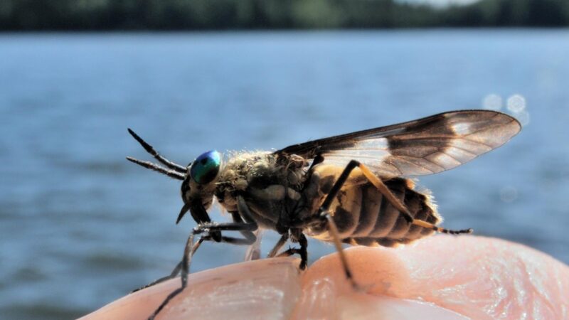 What Period of Day Do Deer Flies Come Out