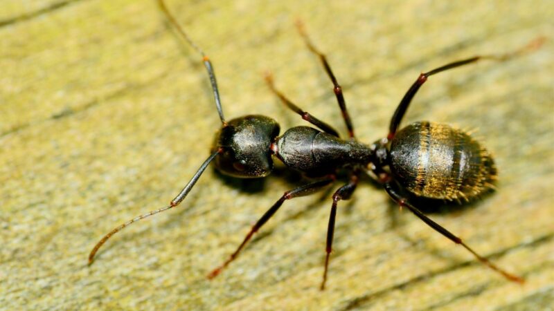 Where are Carpenter Ants Found