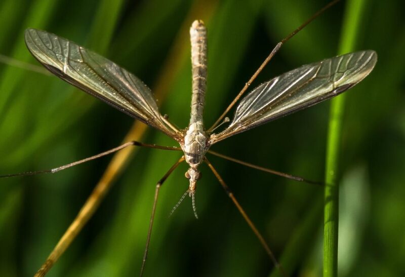 Why Are We Seeing Large Populations of Mosquito Hawks This Time of Year