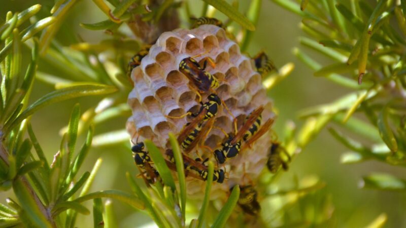 Will Wasps Leave if the Nest Is Destroyed