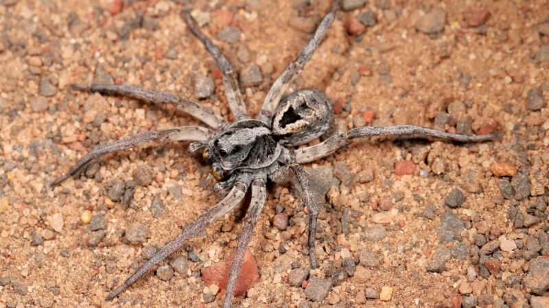 Wolf Spider