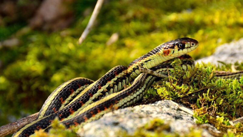 About Garter Snake