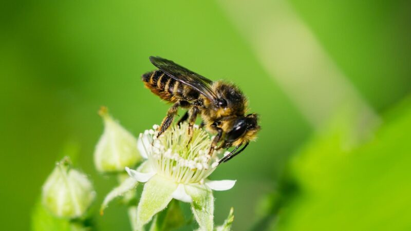 About Leafcutter Bees
