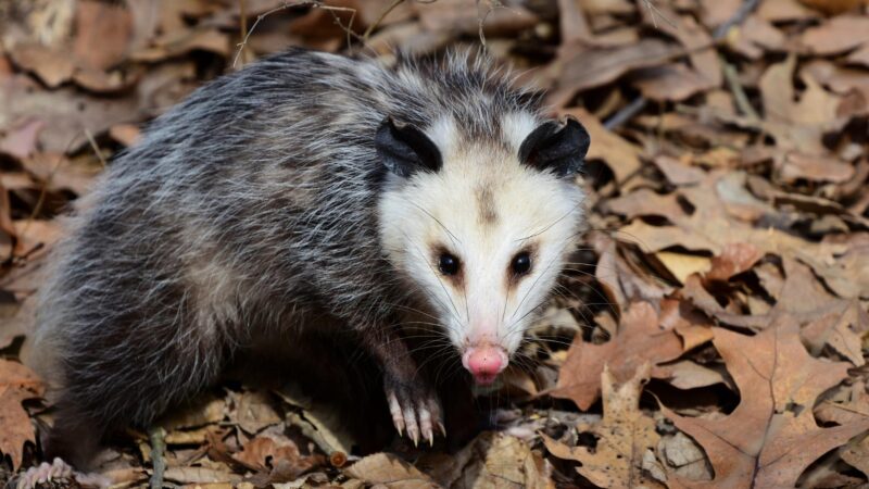 Are Possums Bad to Be Around