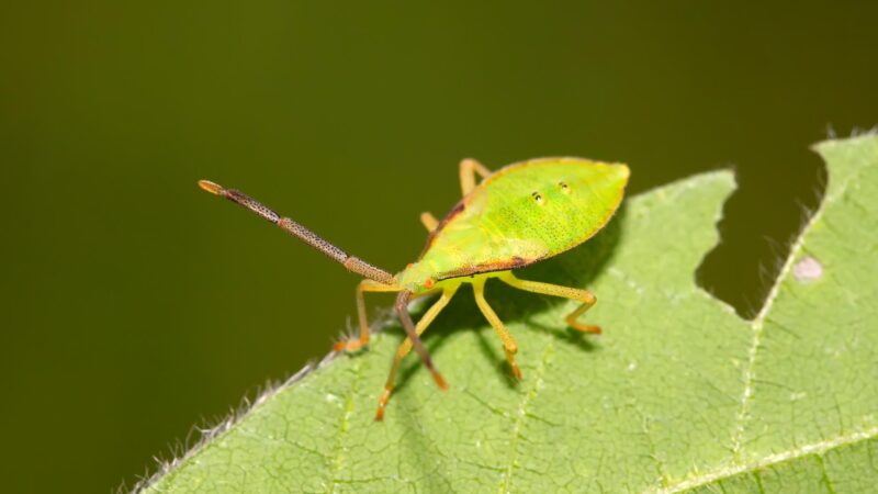 Are Stink Bugs and Western Conifer Seed Bugs Invasive