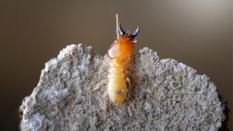 Are Termites Harmful