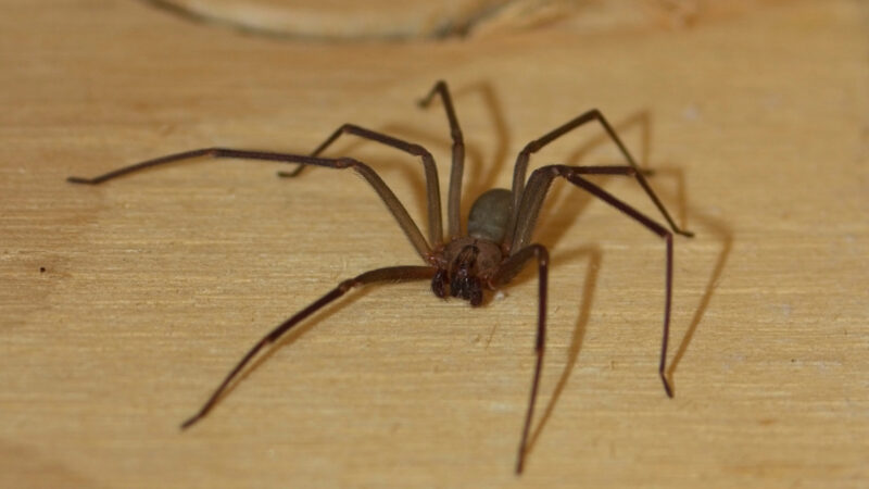 Brown Recluse - Identification