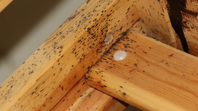 Can Bed Bugs Live in Wood