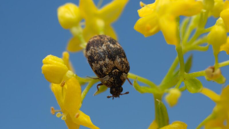 Can You Have Carpet Beetles Without Carpet