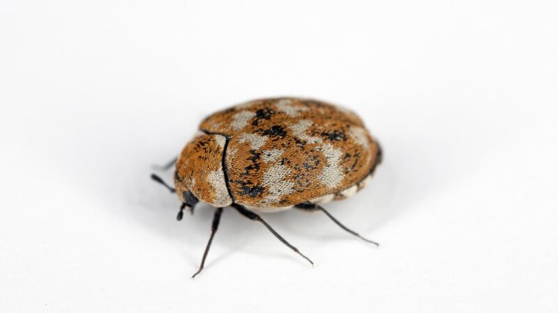 Carpet Beetles - Identification and Habitat