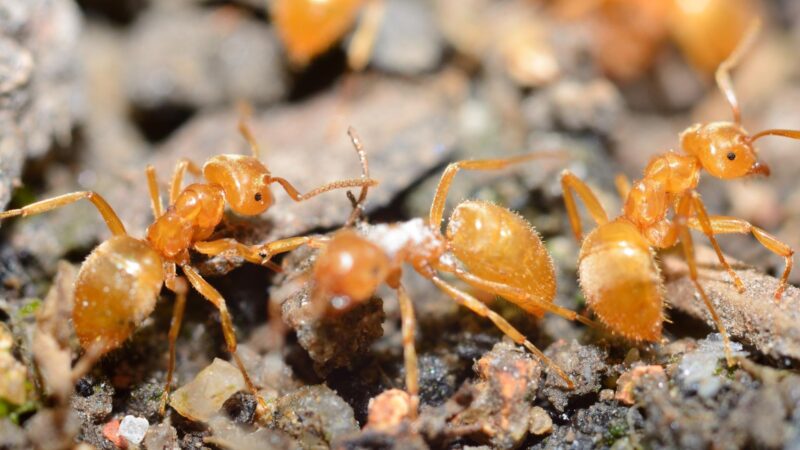 Citronella Ant Identification