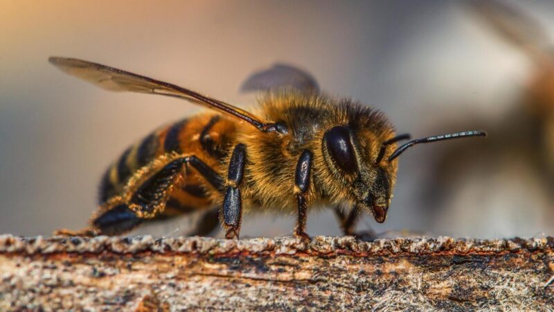 Do All Bees Have 5 Eyes