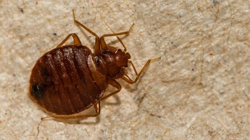 Do Bed Bugs Like Wood