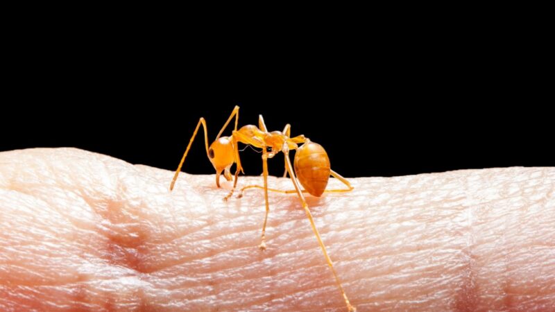 Do Citronella Ants Bite Humans