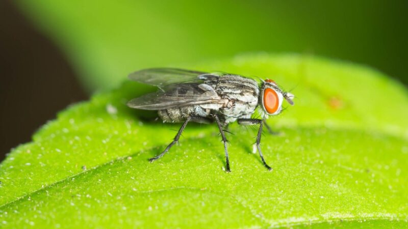 Do Flies Lay Eggs Every Time They Land