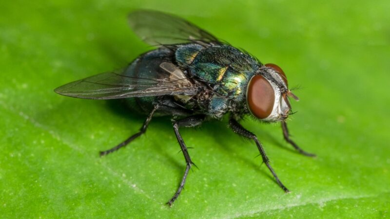 Do Flies Lay Eggs