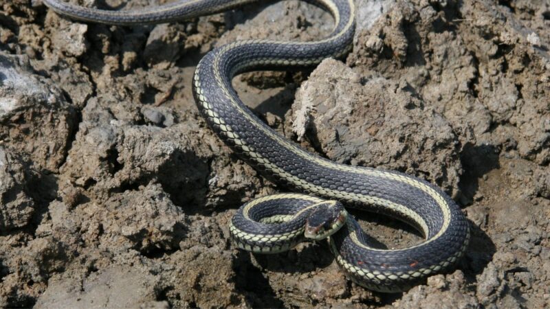 Do Garter Snakes Bite