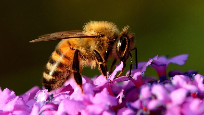 Do Honey Bees Have Compound Eyes