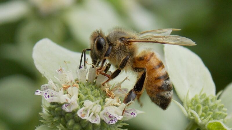 Do Honey Bees See Moving Objects Better