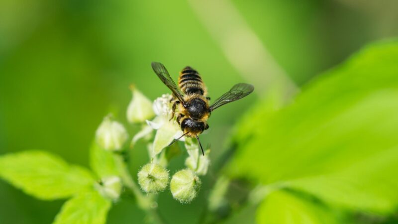 Do Leafcutter Bees Make Honey