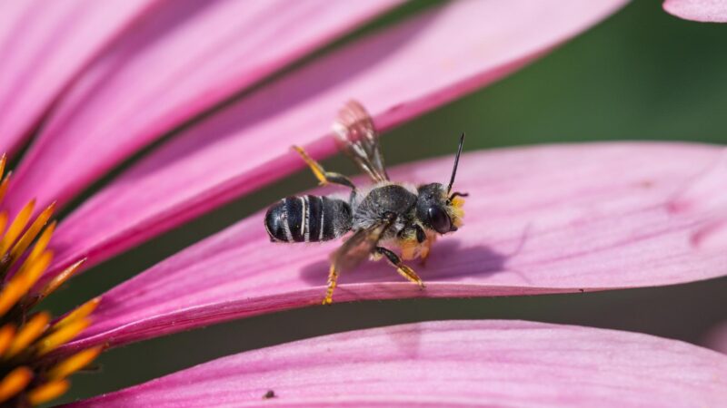 Do Leafcutter Bees Sting