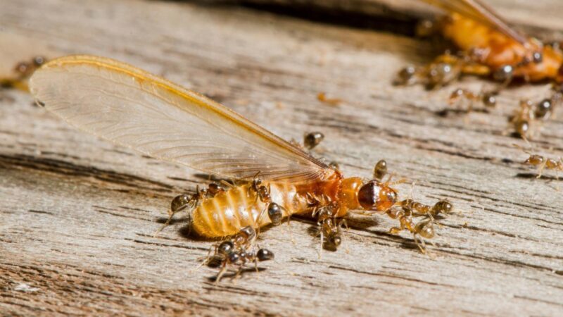 Do Termites Attract Ants