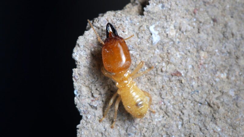 Do Termites Go Away on Their Own