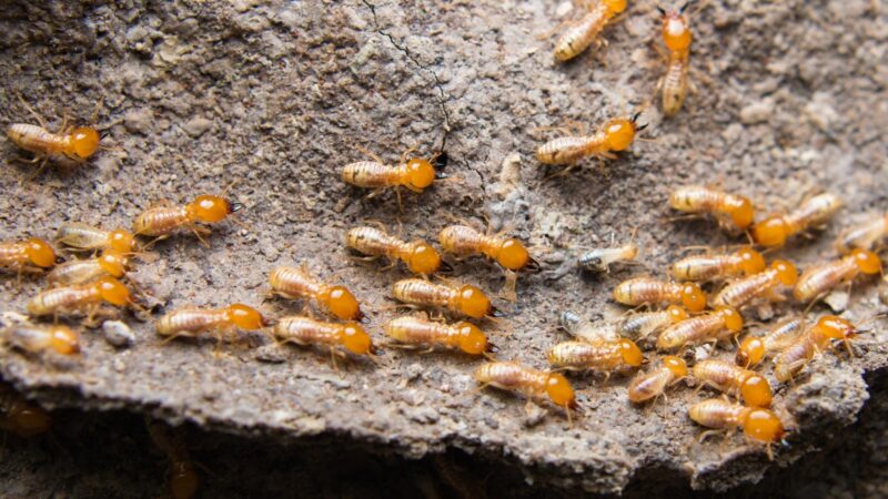 How Do I Know if My Yard Has Termites