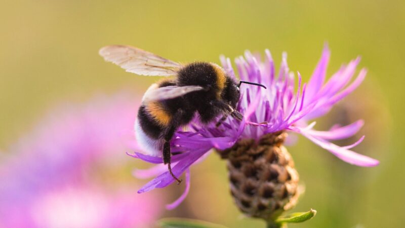 How Long Do Bumble Bees Live