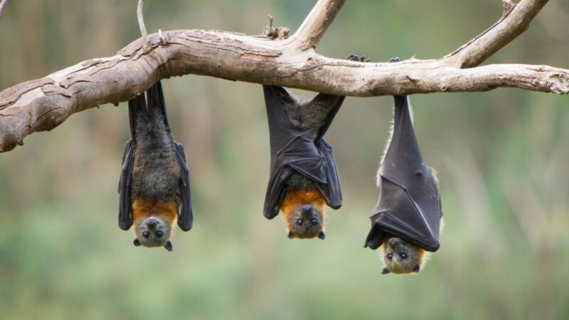 How Long Does It Take To Get Rid of Bats