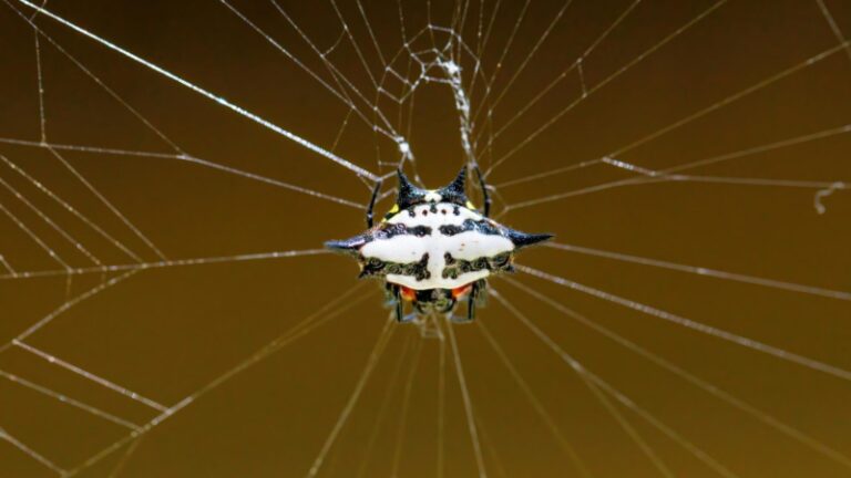 Spiny Orb-Weaver | Identification, Habitat, and Control - peSTopped