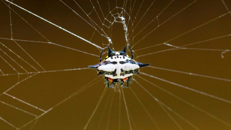 How Serious Are Spiny Orb Weaver Spiders