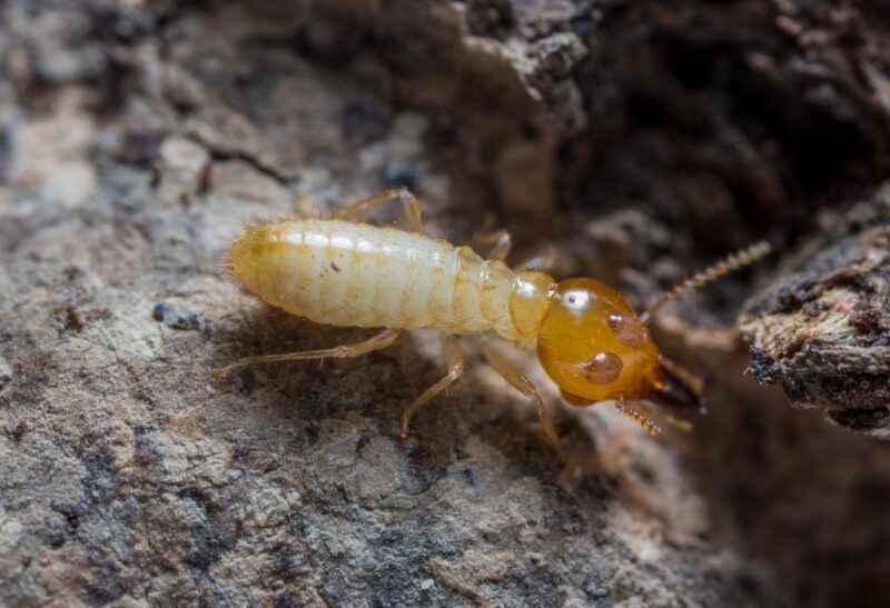 How to Attract Termites