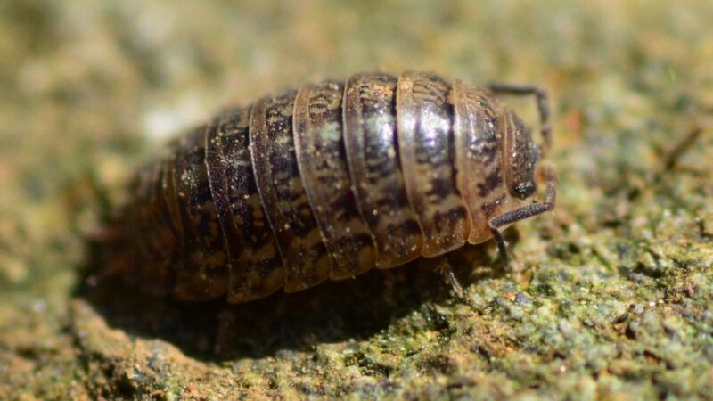 How to Find Roly Poly Bugs