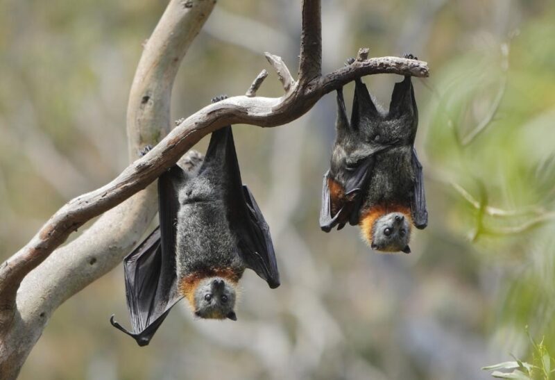 How to Get Rid of Bats Inside and Outside Your Home