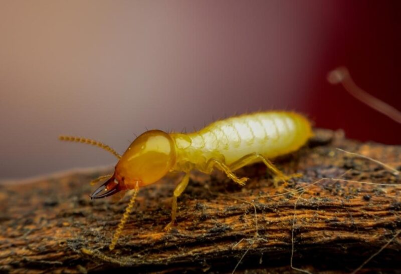 How to Get Rid of Termites in the Yard
