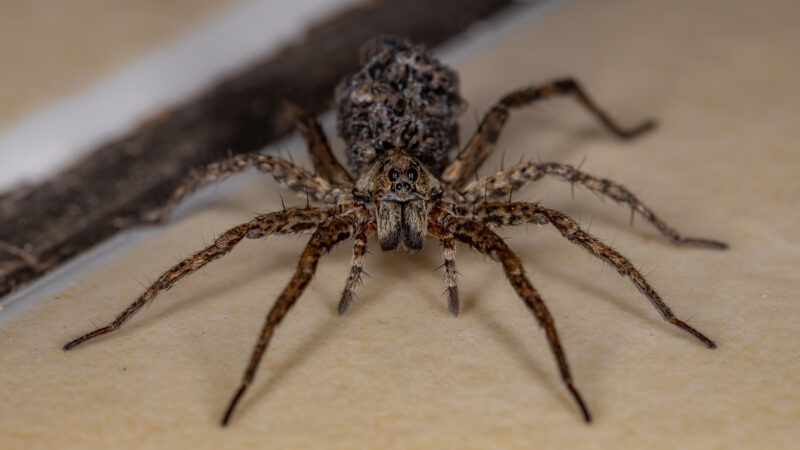 How to Identify a Wolf Spider