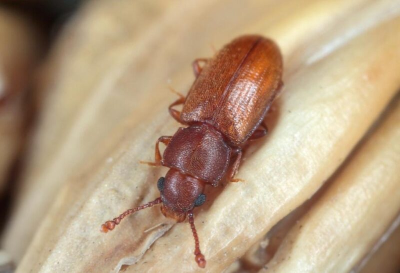 How to Prevent and Eliminate Pantry Beetles