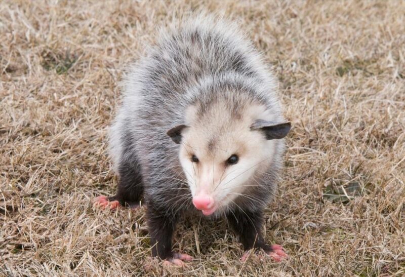 Is It Possum or Opossum.