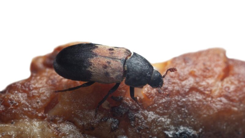 Larder Beetles - Identification and Habitat
