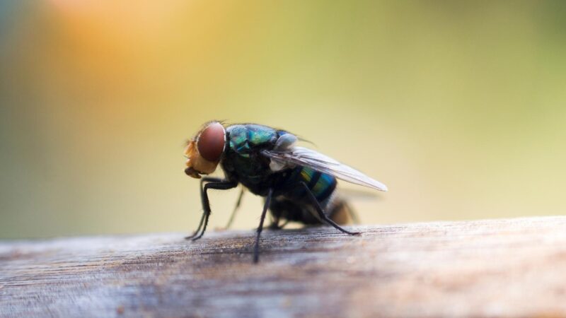 Life Cycle of a Fly