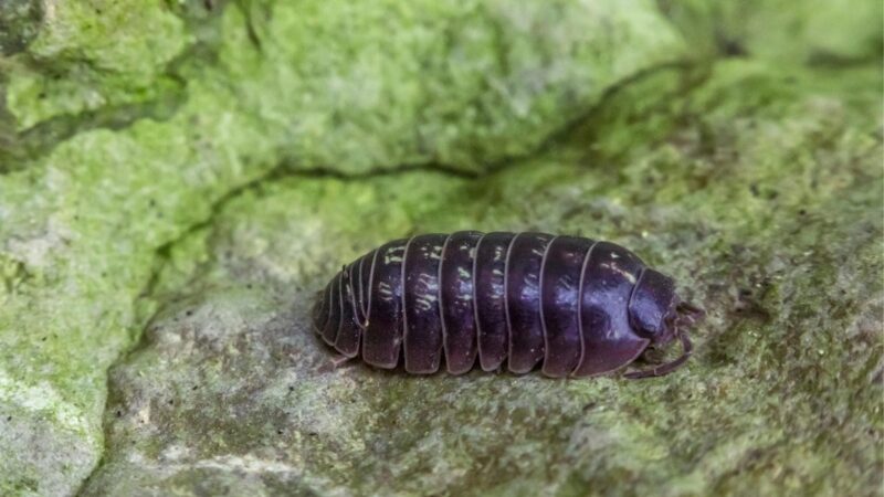 Life Cycle of a Roly Poly Bug
