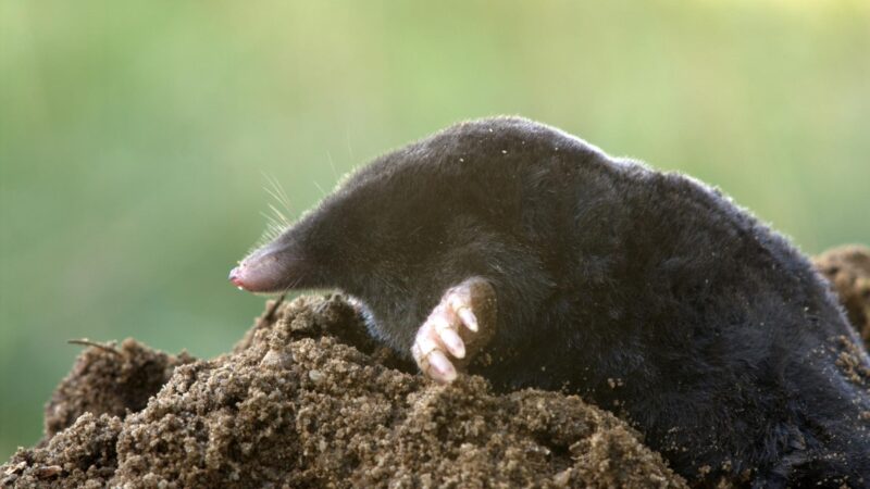 What Do Moles Like to Eat? | All You Need to Know! - peSTopped