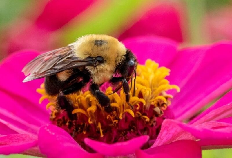 Natural Ways to Get Rid of Bumble Bees