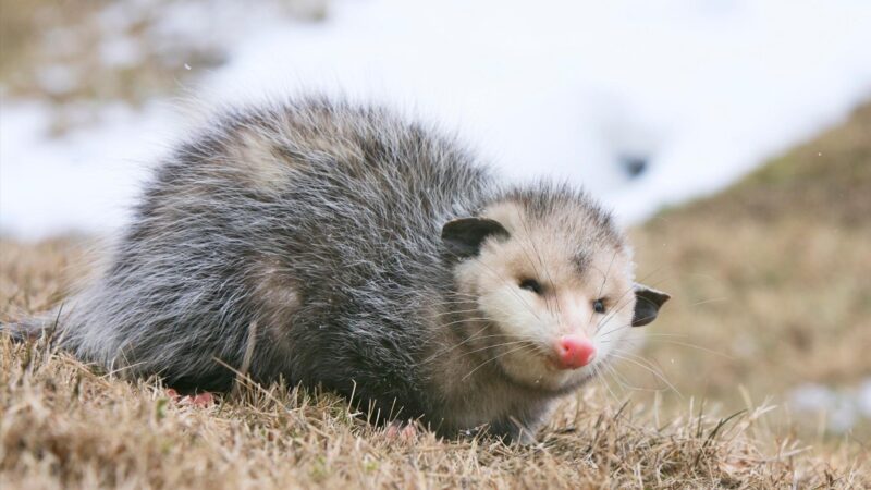 Pronunciation of Opossum