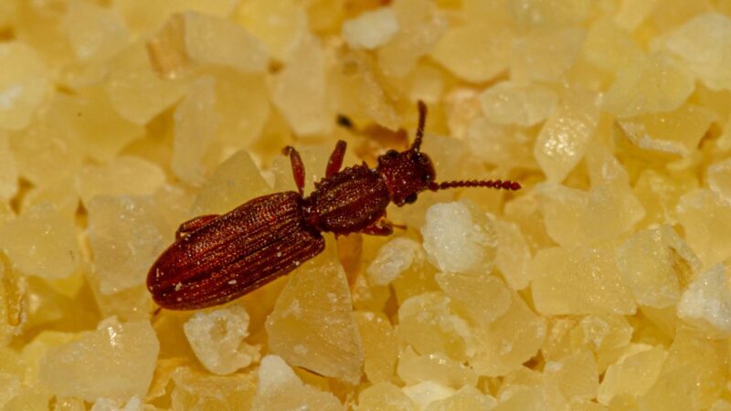 Sawtoothed Grain Beetle