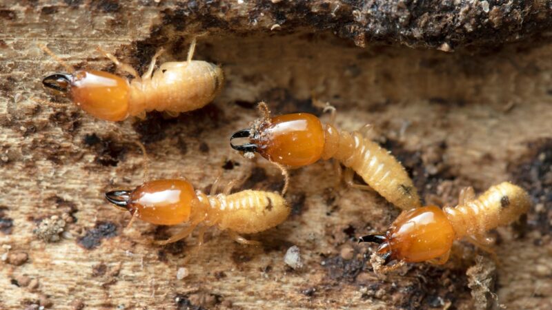 Should You Be Worried About Termites in the Yard