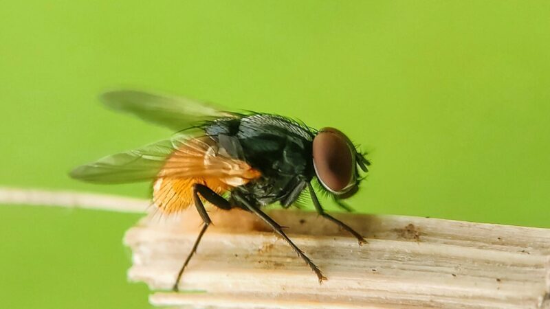 Should You Kill House Flies