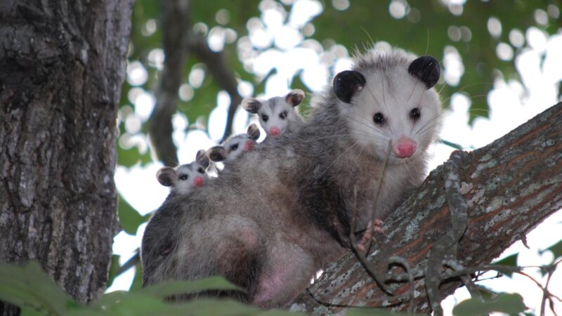 Should You Use Possum or Opossum in Writing