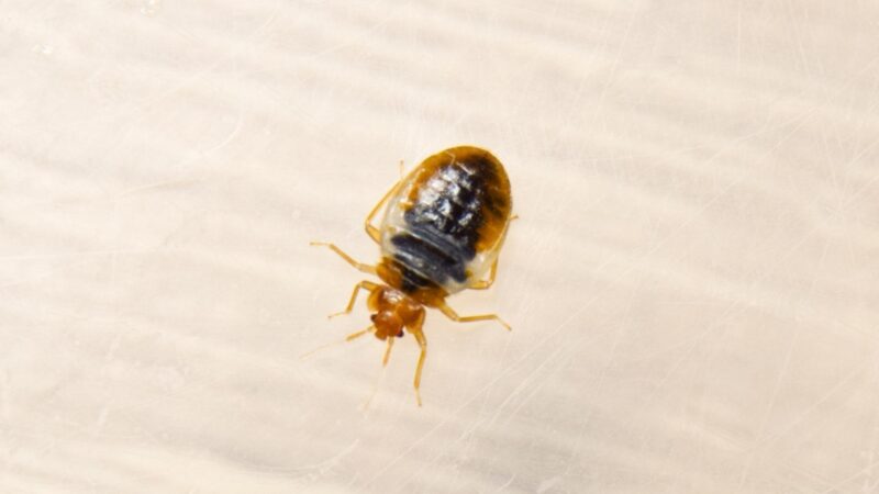 Signs of Bed Bugs in Wooden Furniture